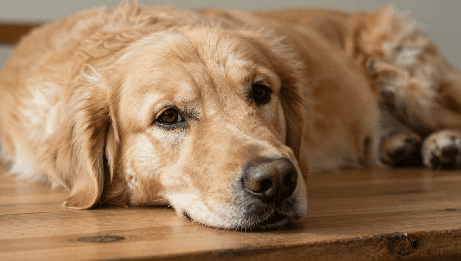 A Golden Retriever looking healthy and happy, relevant to understanding hemangiosarcoma in Golden Retrievers.